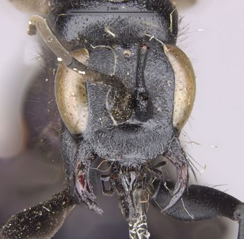 Media type: image;   Entomology 26672 Aspect: head frontal view